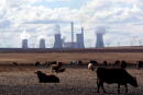 Des vaches paissent près d'une une central à charbon dans la province de Mpumalanga, en Afrique du Sud. Les pays riches ont probablement raté leur objectif de financement de 100 milliards de dollars (84,8 milliards d'euros) du fonds destiné à aider les pays en développement à s'adapter au changement climatique, selon l'OCDE. /Photo d'archives/REUTERS/Siphiwe Sibeko