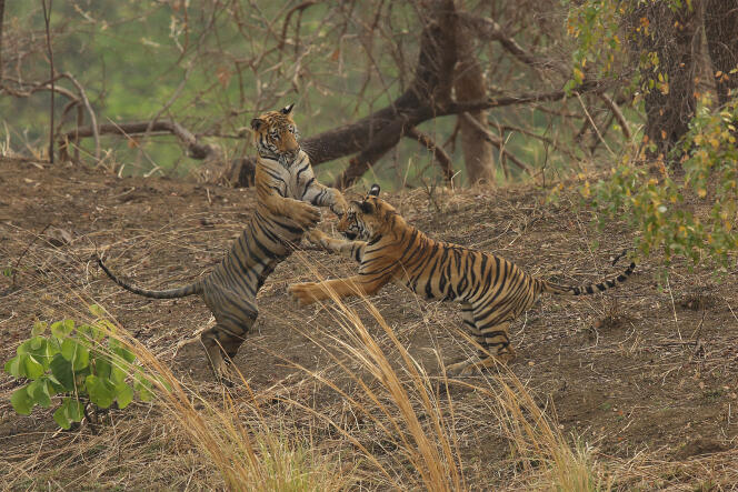 Deux jeunes tigres jouent à se combattre pour améliorer leurs techniques de prédateur.