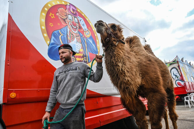 Louis Bornot, propriétaire du « Cirque Circus », avec un chameau, à Perrecy-les-Forges (Saône-et-Loire, le 3 avril 2020.