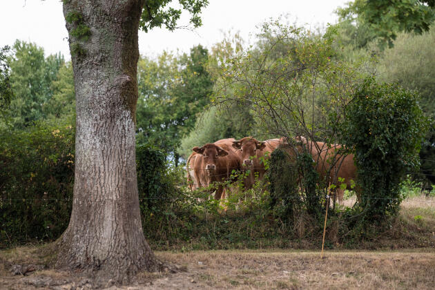 Des vaches limousines dans les pâturages de Christian Tanguy à La Ferrière (Vendée), le 4 septembre 2021.