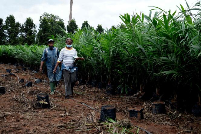 Dans la plantation de palmiers à huile d’Okomu, dans l’Etat d’Edo, dans le sud-ouest du Nigeria, le 14 septembre 2021.