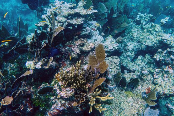 I coralli morti giacciono sul fondo dell'oceano nello stretto della Florida vicino a Key Largo il 23 settembre 2021.