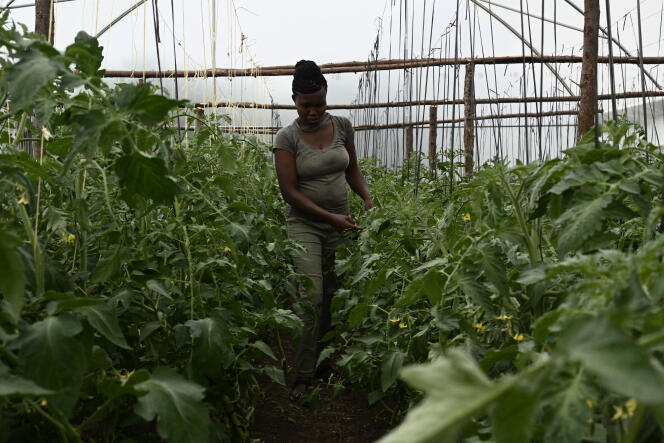 Elizabeth Wahito fait une démonstration de l’utilisation de l’engrais organique de Sanergy, une entreprise qui prend les déchets d’assainissement et les transforme en engrais organique, dans sa ferme où elle a des plants de tomates, à Naivasha, au Kenya, le 9 août 2019.
