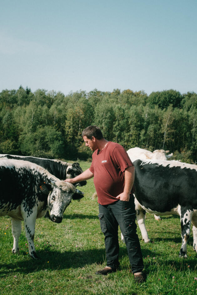 Sébastien Bernard avec ses vaches, le 25 septembre 2021, à Jérusalem, dans les Vosges.