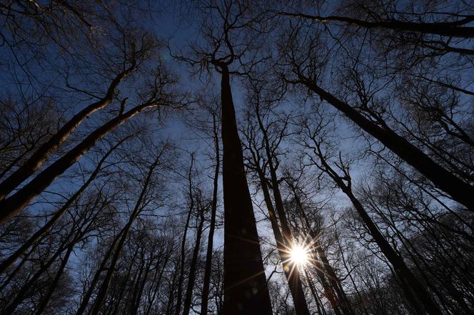 Dans la forêt de Bercé (Sarthe), en février 2019.