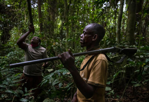 DOUME VILLAGE, CLOSE TO LASTOURSVILLE, GABON, 29 JUNE 2021: Two bushmeat hunter search for antelope and porcupine in the forest close to Doume. Their village survives on fishing and bushmeat. Gabon has a sustainable bushmeat culture, largely because of its small population and large protected habitats. (photo by Brent Stirton/Getty Images for FAO, CIFOR, CIRAD, WCS)