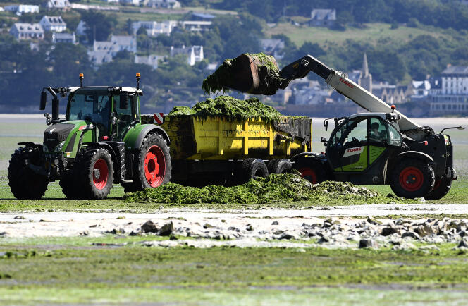 Des ouvriers retirent les algues vertes de la plage de Saint-Michel-en-Grève (Côtes-d’Armor), le 20 juillet 2021.