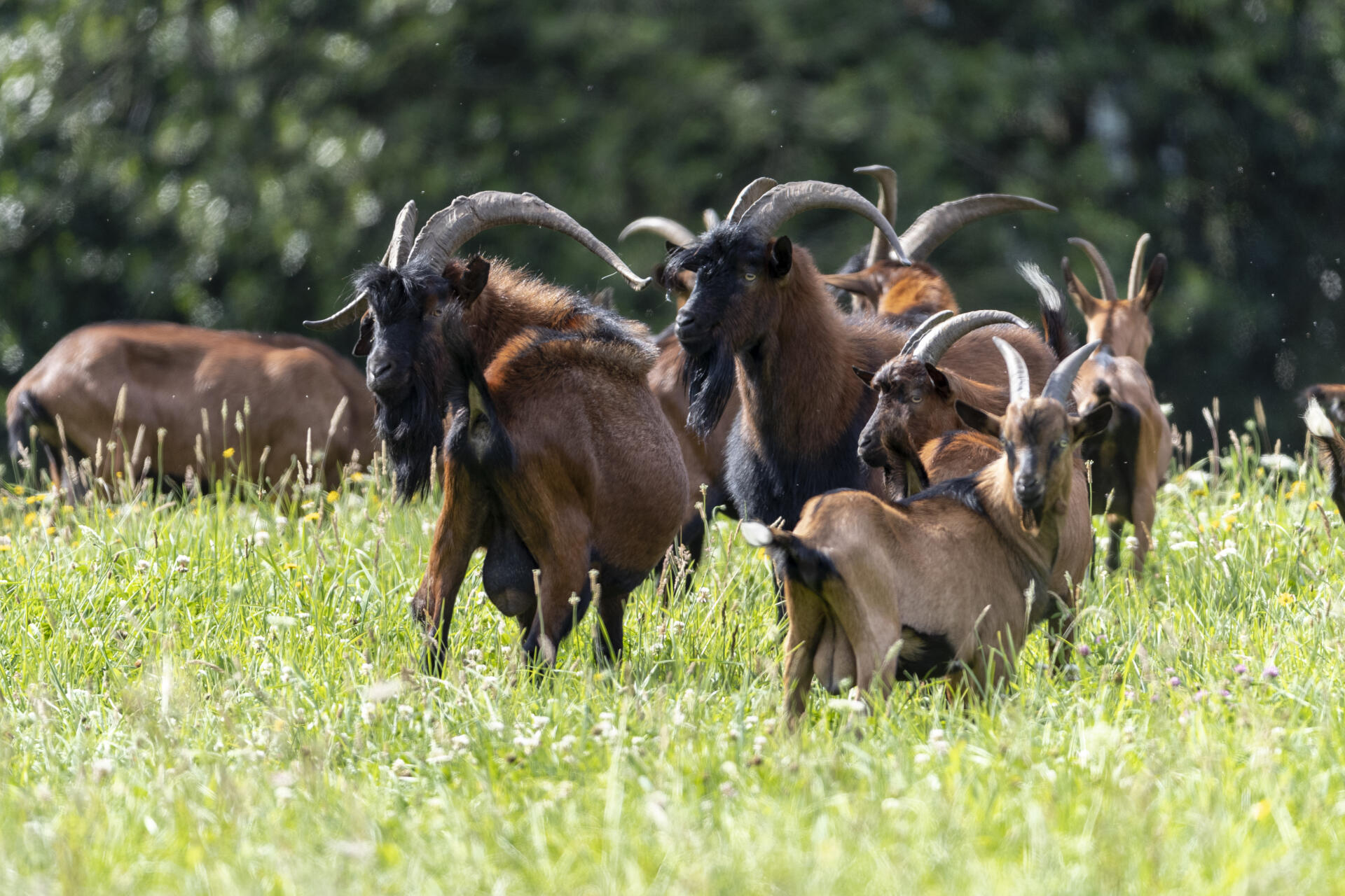 Un groupe de chèvres et de boucs ensauvagés dans un pré, dans les environs de Montredon-Labessonnié (Tarn), le 3 août 2021.