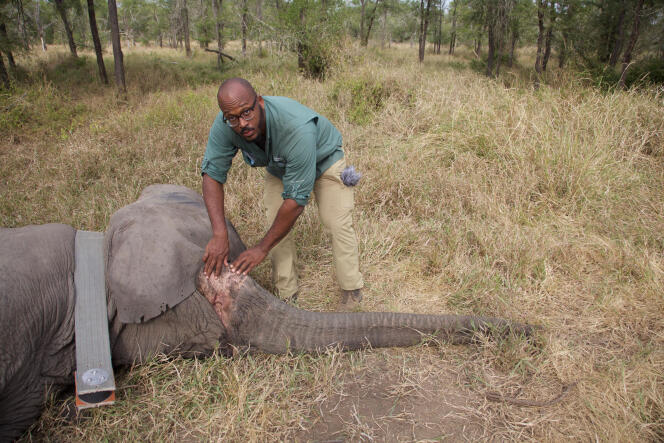 Le biologiste de l’évolution Shane Campbell-Staton, avec un éléphant d’Afrique femelle sans défenses endormi dans le parc national de Gorongosa (Mozambique), en juin 2018.