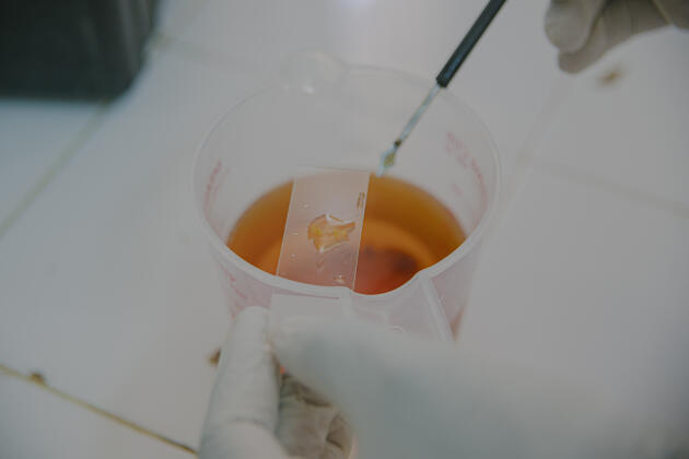 Prélèvement de microalgue dans le laboratoire humide de Hann, à Dakar, le 20 octobre 2021.