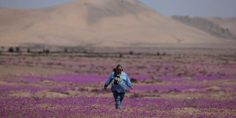 Natural Sciences and biology teacher Gina Arancio walks on an area of the Atacama desert partially covered with flowers during 'Desierto Florido' (Bloomed desert), a natural phenomenon that fill with flowers and plants the driest desert in the world and takes place during spring, near Copiapo, Chile, October 14, 2021. Picture taken October 14, 2021. REUTERS/Pablo Sanhueza