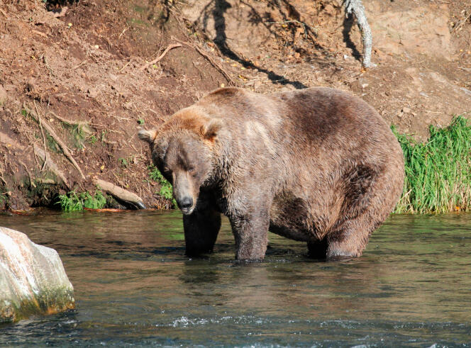 L’ours Otis, gagnant de la Fat Bear Week 2021 en Alaska, ici en septembre pêchant du saumon.