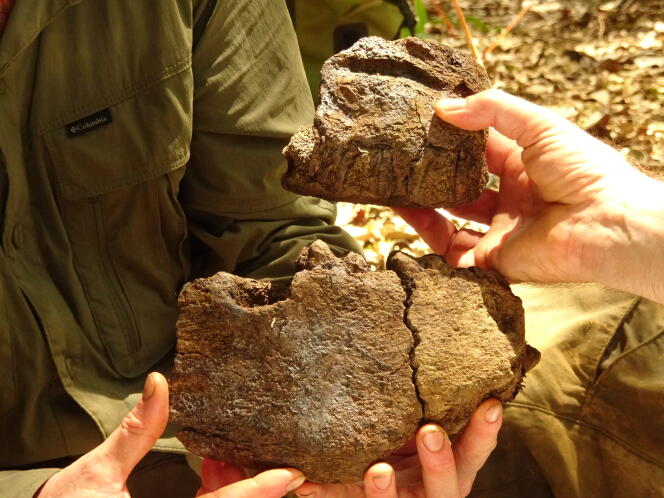Des restes de l’eremotherium recollés à Maripasoula (Guyane), en octobre 2021.