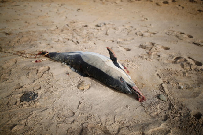 A dolphin carcass washed up on the beach of Sables-d'Olonne (Vendée), in February 2020.