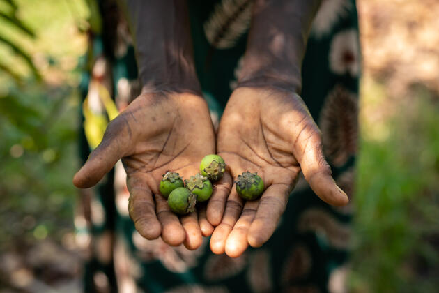 Dans les mains de Topok Saparoug, quelques baies jaunes récoltées dans sa ferme de Yagzore (Ghana), le 12 octobre 2021.