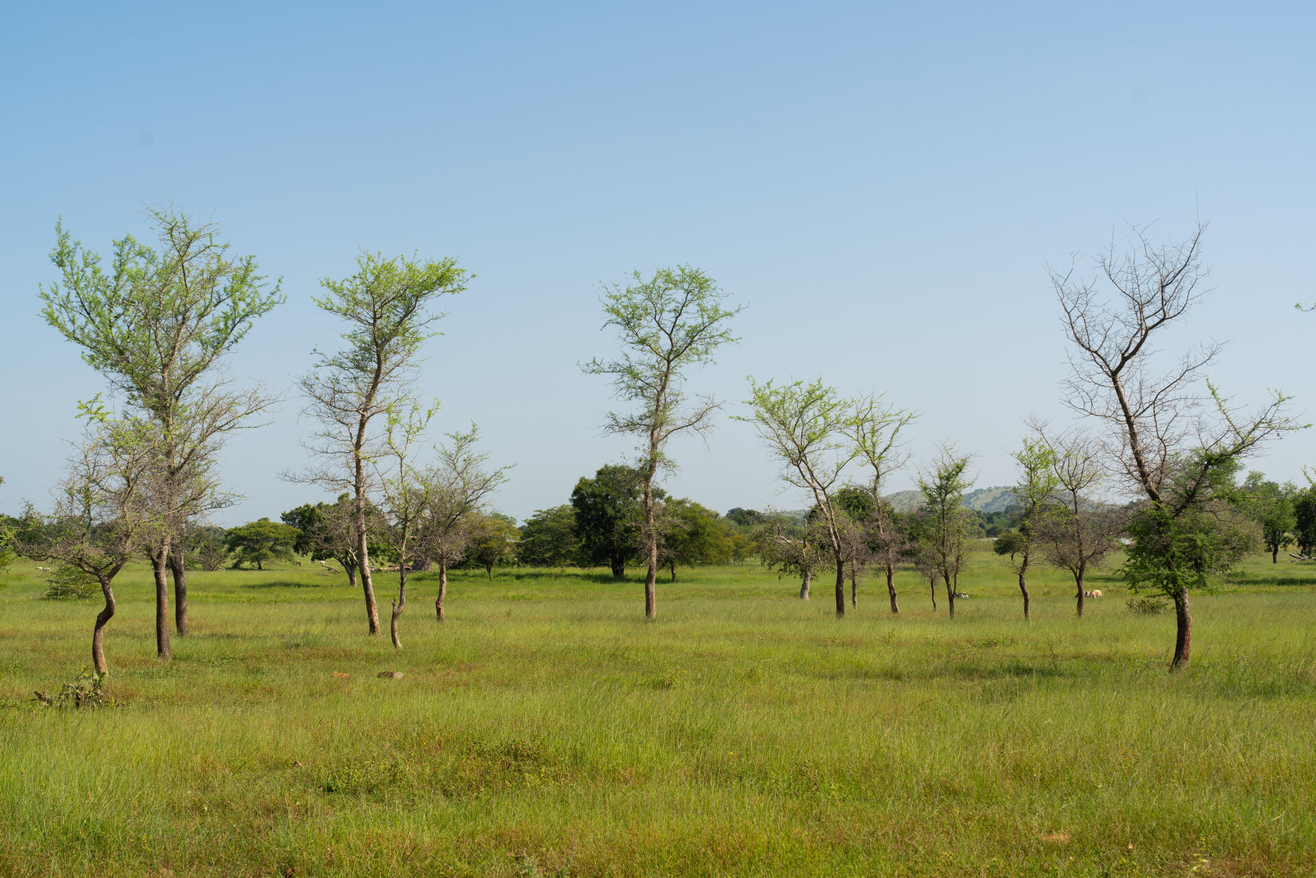 Les arbustes repoussent grâce à la RNA, comme dans ce champ à Yagzore (Ghana), le 12 octobre 2021.