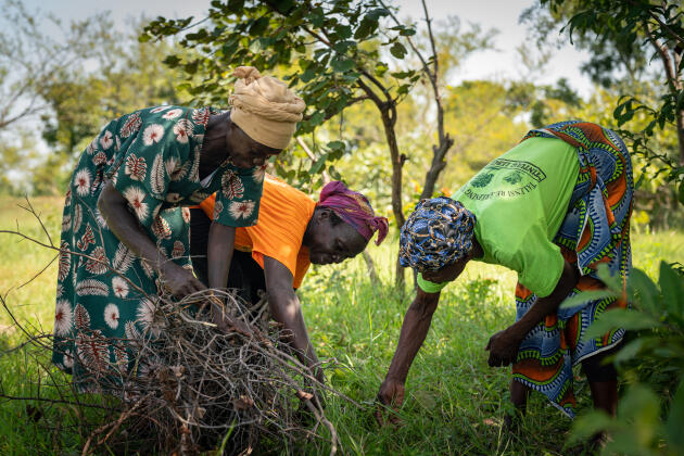 Topok Saparoug ramasse du bois mort pour la cuisine avec l’aide de deux femmes, au Ghana, le 12 octobre 2021.