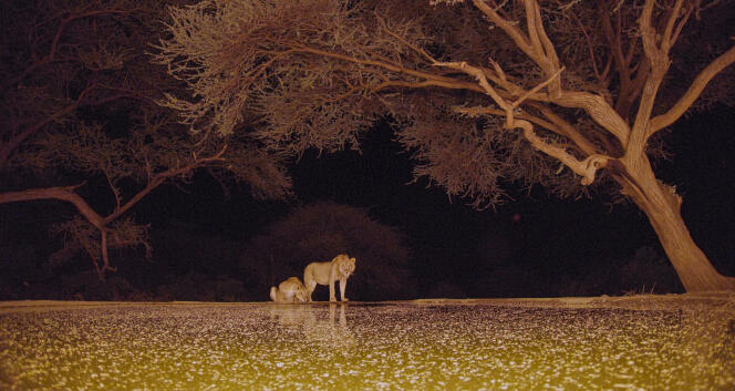 Une lionne aux abords d’un étang de la savane, au sud du Kenya, à l’exposition « L’Odyssée sensorielle », Muséum d’histoire naturelle, à Paris.