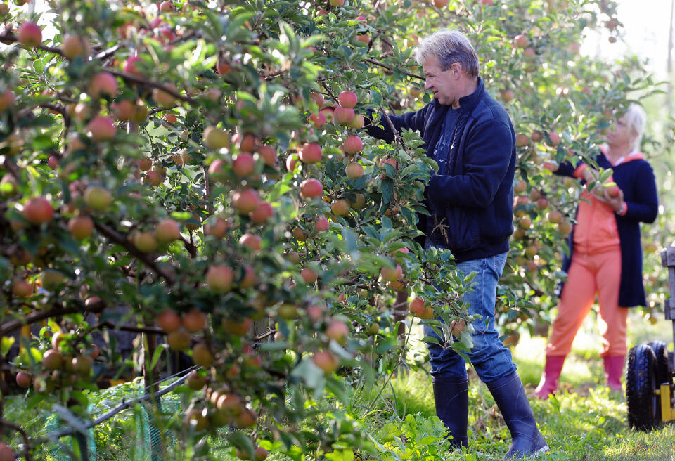 Workers pick Gala apples in an orchard in Beaumont-Pied-de-Boeuf, western France, on September 24, 2013. Patrick Langevin, arborist, has hired 55 people for one and a half month, to pick fruits on his 25 hectares orchard. AFP PHOTO / JEAN-FRANCOIS MONIER (Photo by JEAN-FRANCOIS MONIER / AFP)