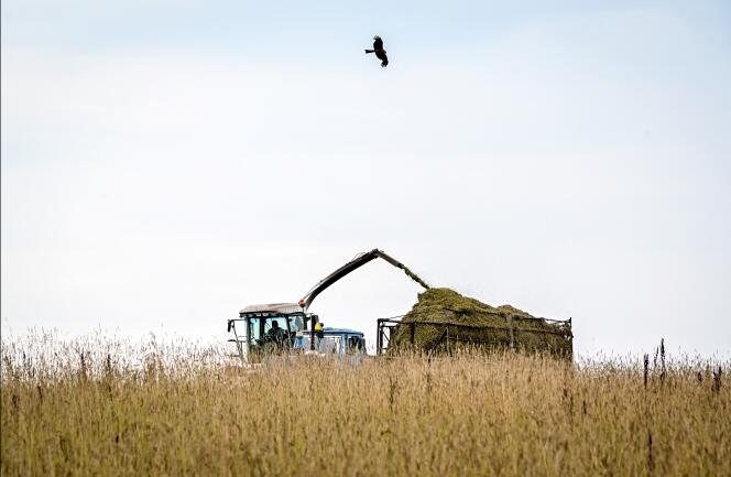 A Russian combine harvesting cereal crops in Prokhorovo, a village 45 kilometers north of Moscow, in August 2021.