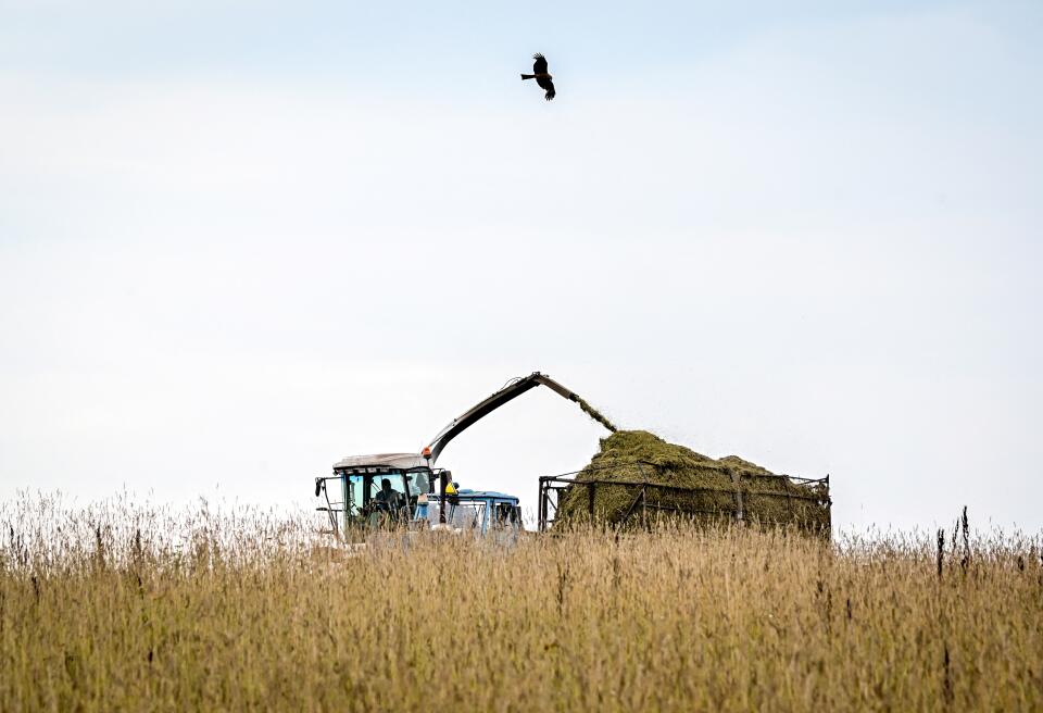 A raptor flies as harvester harvests grain crops on a field near the village of Prokhorovo some 45 kilometres outside Moscow on August 8, 2021. (Photo by Yuri KADOBNOV / AFP)
