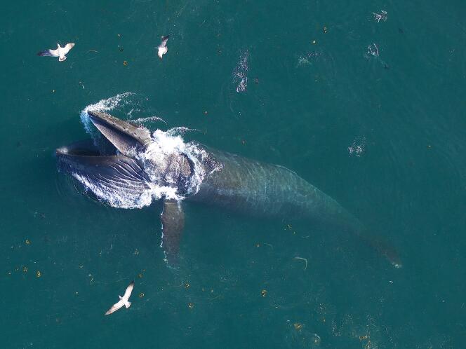 Humpback whale, off California.