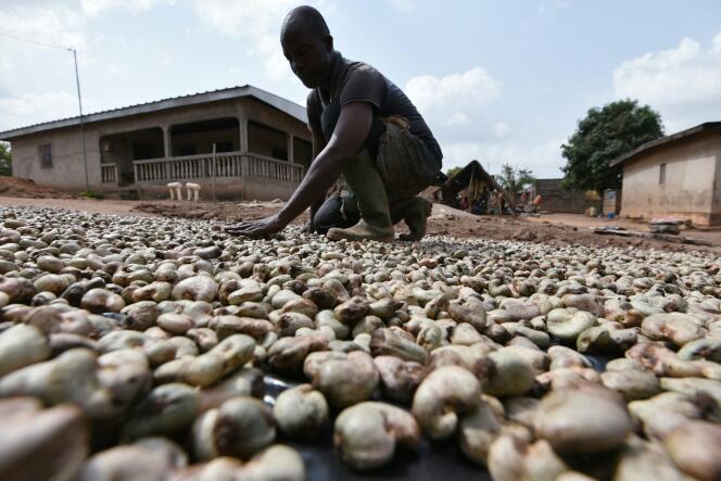 Un agriculteur sèche des noix de cajou dans une plantation en février 2016 à Bouaké, dans le centre de la Côte d’Ivoire.