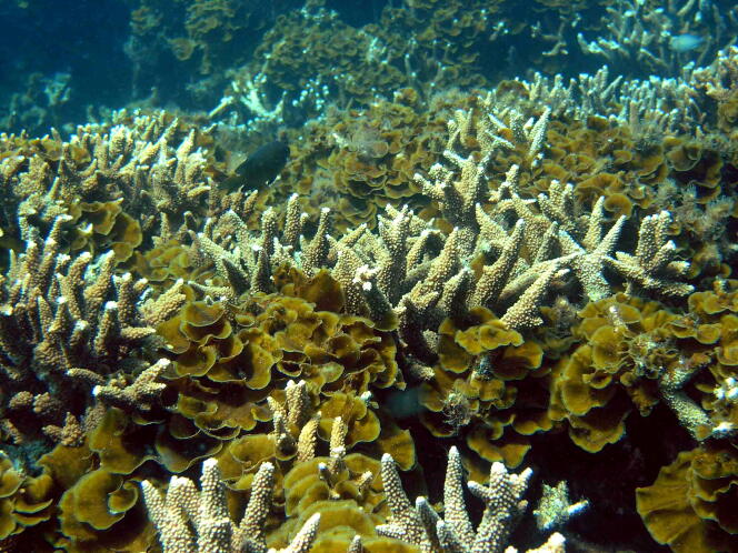 Ein Teil des Great Barrier Reef in Australien ist voller Algen.