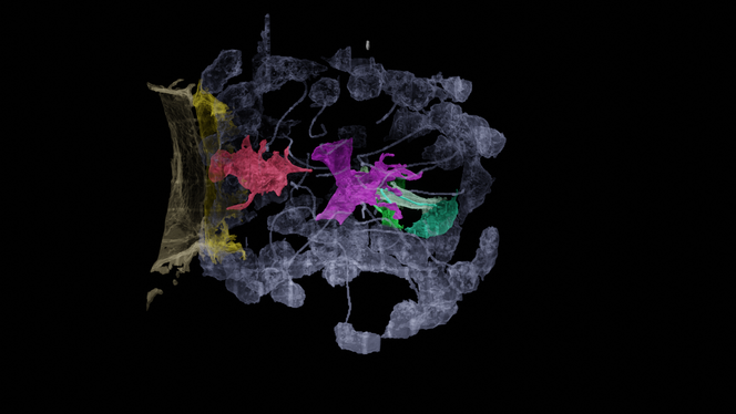 Digging into a sponge to find the origin of our brain
