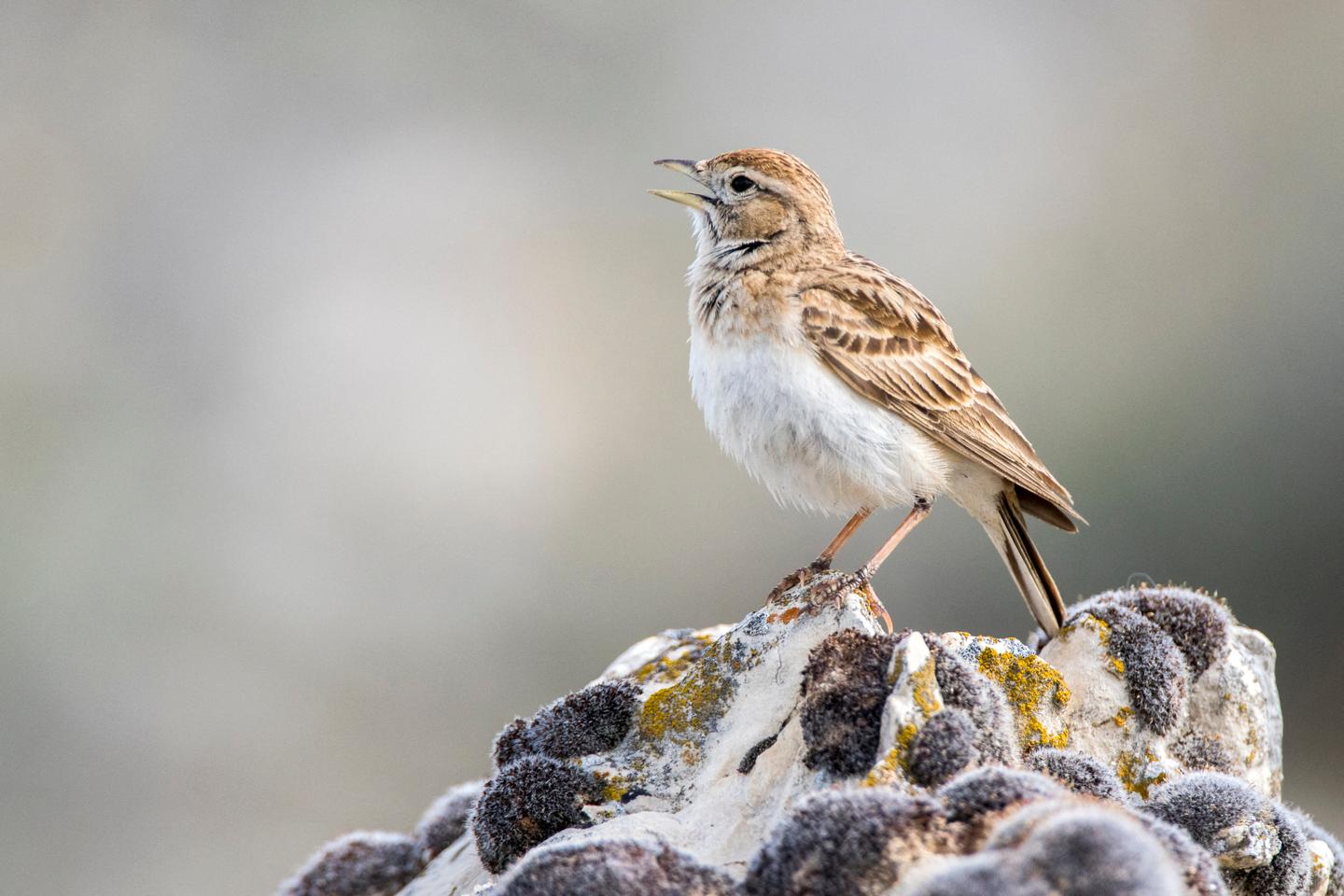 Les chants des oiseaux en voie de disparaître de nos paysages sonores