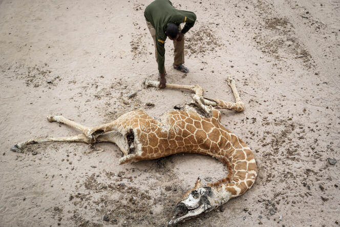 Cadavre d’une girafe morte de faim près du village de Matana, dans le comté de Wajir, dans le nord-est du Kenya, le 25 octobre 2021.