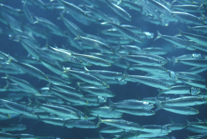Banc de sardines en mer Méditerranée.