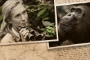 Jane Goodall, primatologue, spécialiste des chimpanzés de Gombe, en Tanzanie.