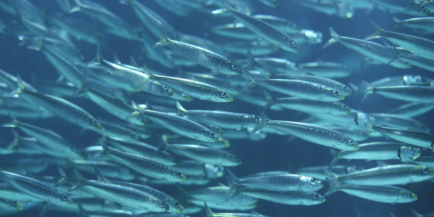 Pourquoi les sardines de Méditerranée rapetissent et ont perdu