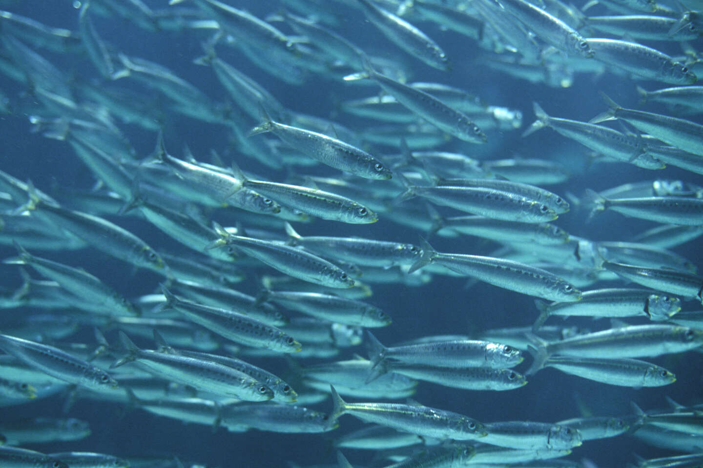A cause du réchauffement climatique, les sardines et les anchois sont de  moins en moins gros