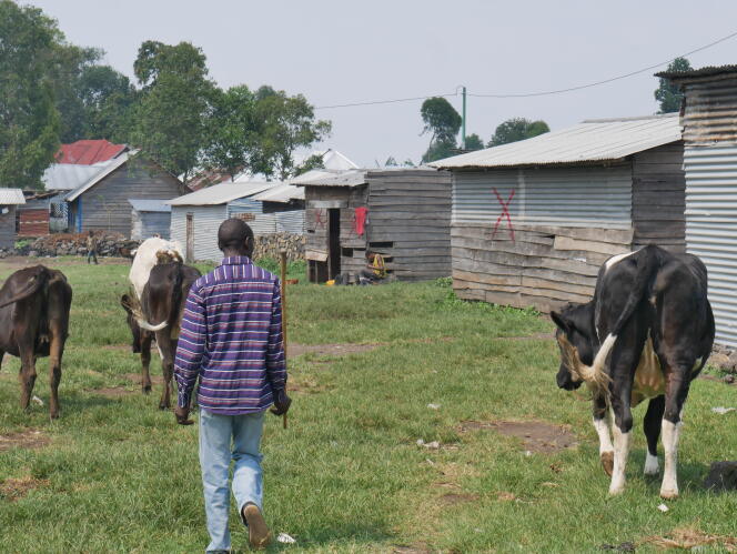 Un éleveur du village de Munigi et ses vaches, le 14 octobre 2021.