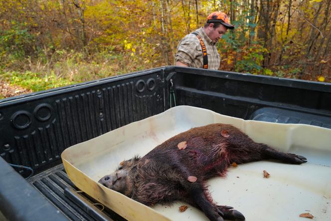 Un chasseur vient d’abattre un sanglier, à Hirsingue (Haut-Rhin), le 8 novembre 2020.
