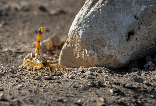 Un scorpion près de Dakhla, en Egypte, en février 2021.