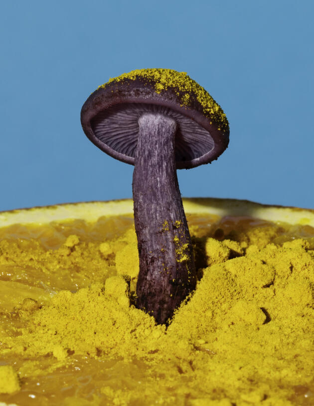 « Lepista nuda », une œuvre qui porte le nom du champignon dit « Pied bleu », planté par Phyllis Ma dans une orange. L’artiste new-yorkaise s’est lancée en 2019 dans un projet photographique de natures mortes mettant des champignons en majesté, après avoir visité une exploitation mycicole à Brooklyn.
