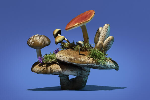 « Grunewald », une composition de l’artiste new-yorkaise Phyllis Ma issue de son projet « Mushrooms &amp; Friends », commencé en 2019.
