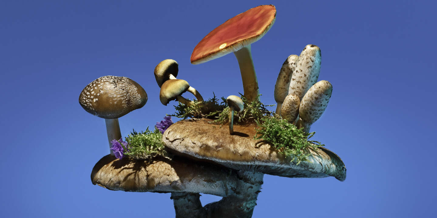 3 champignons en bois à décorer - Table des saisons - Au Son des