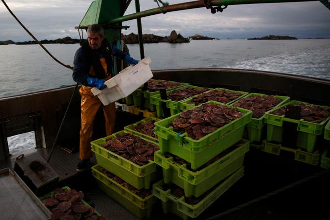 A bordo del pesquero “Le Chant des Sirènes”, tras una salida de pesca al borde de aguas franco-británicas, cerca de las islas Chausey (Normandía), en noviembre de 2021. 