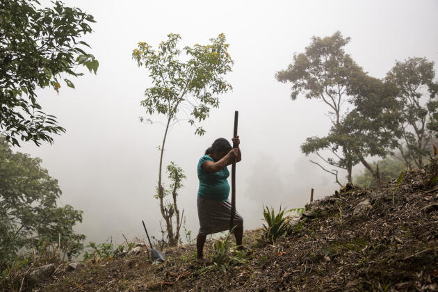 Rosalina García Sánchez, productrice du programme « Sembrando vida », retourne la terre pour cultiver un caféier, dans sa parcelle de forêt à José María Morelos, dans le Chiapas, au Mexique, le 17 novembre 2021.