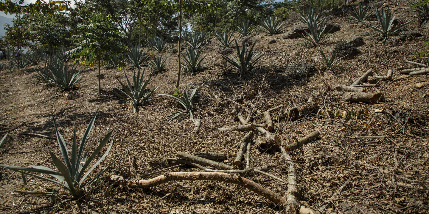 Photo of Plan de reforestación de AMLO aclamado por los pobres pero criticado por los ambientalistas