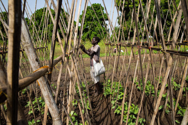 Kasimiro Luis cultive une variété de haricot long dans une ferme chinoise sur légumes à Juba, au Soudan du Sud, le 21 novembre 2021.