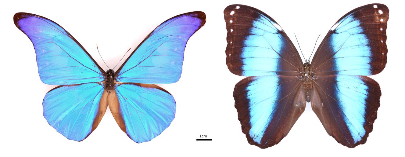 Deux espèces de papillons du genre « Morpho » : à gauche, un « rhetenor », à droite, un « achilles ».