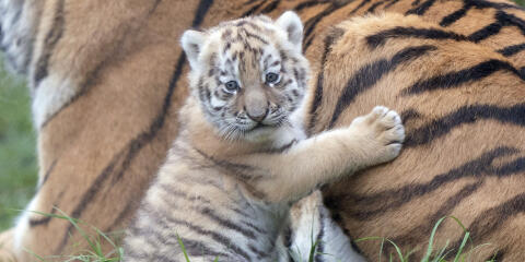 One of the two seven-week-old Amur tiger cubs is seen at Banham Zoo in Norfolk, England, Wednesday, Nov. 24, 2021. The endangered cubs were born to parents Kuzma and Mishka following a successful genetically matched conservation programme pairing. Amur tigers are classed as endangered with only around 500 thought to be left in the wild. (Joe Giddens/PA via AP)