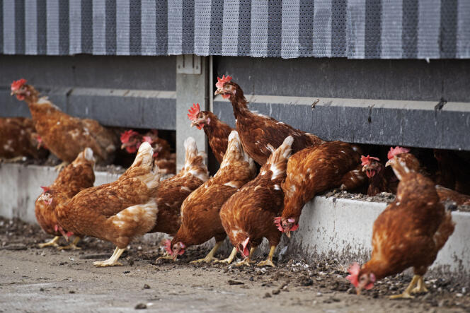 Un foyer de grippe aviaire a été repéré dans une exploitation de volailles dans le département du Nord.