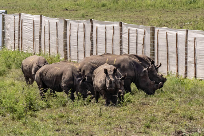 Des rhinocéros blancs paissent dans un enclos du parc national de l’Akagera, dans l’est du Rwanda, le 29 novembre 2021.