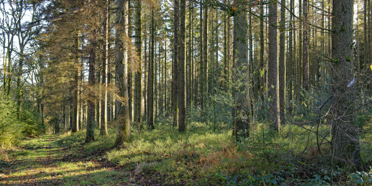24 novembre 2021. Cette parcelle d'épicéa de 12 hectares dans la forêt domaniale des Potées (Ardennes) est gérée par l'ONF. Elle est destinée à la coupe en raison de trois années de sécheresse consécutive et le développement fulgurant d'un insecte, le scolyte qui parasite les arbres. (